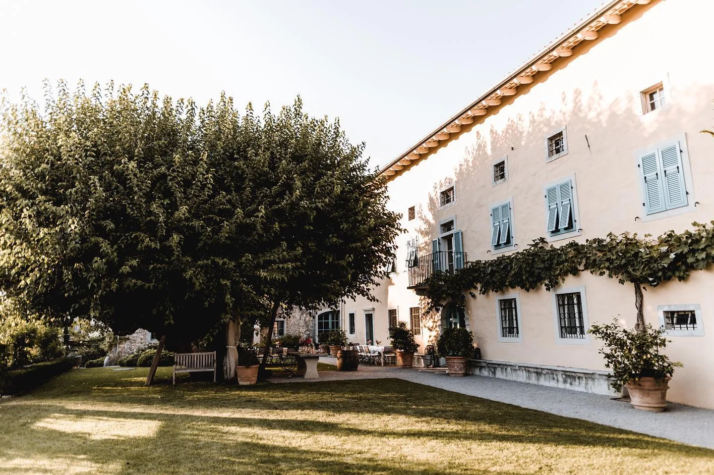 400-year-old mulberry tree at Villa Fabiani